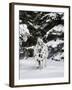 Appaloosa in Snow, Illinois-Lynn M^ Stone-Framed Photographic Print
