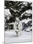 Appaloosa in Snow, Illinois-Lynn M^ Stone-Mounted Photographic Print