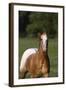 Appaloosa Lynns 001-Bob Langrish-Framed Photographic Print