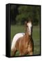 Appaloosa Lynns 001-Bob Langrish-Framed Stretched Canvas