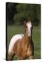 Appaloosa Lynns 001-Bob Langrish-Stretched Canvas