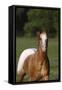 Appaloosa Lynns 001-Bob Langrish-Framed Stretched Canvas