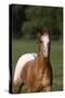 Appaloosa Lynns 001-Bob Langrish-Stretched Canvas