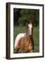 Appaloosa Lynns 001-Bob Langrish-Framed Photographic Print