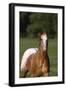 Appaloosa Lynns 001-Bob Langrish-Framed Photographic Print