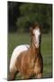 Appaloosa Lynns 001-Bob Langrish-Mounted Photographic Print