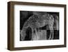 Appaloosa Mirage II-Petro Mikelo-Framed Art Print