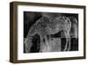 Appaloosa Mirage II-Petro Mikelo-Framed Art Print