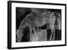 Appaloosa Mirage II-Petro Mikelo-Framed Art Print