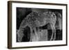 Appaloosa Mirage II-Petro Mikelo-Framed Art Print