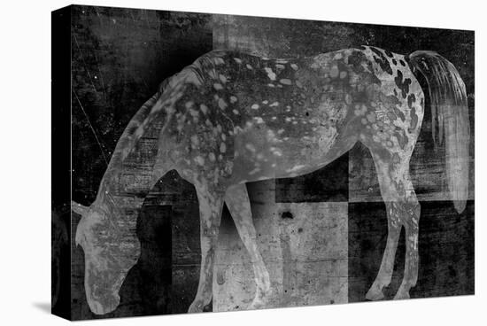 Appaloosa Mirage II-Petro Mikelo-Stretched Canvas