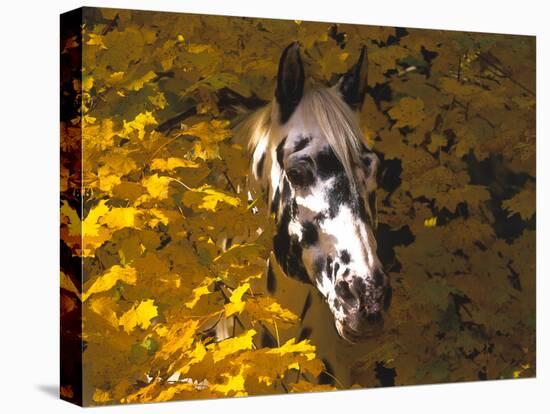 Appaloosa Portrait in Maple Leaves, Illinois-Lynn M^ Stone-Stretched Canvas