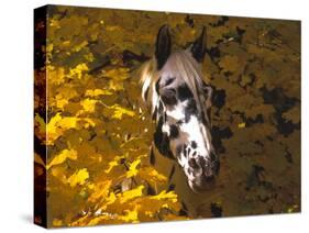 Appaloosa Portrait in Maple Leaves, Illinois-Lynn M^ Stone-Stretched Canvas