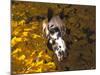 Appaloosa Portrait in Maple Leaves, Illinois-Lynn M^ Stone-Mounted Photographic Print