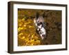 Appaloosa Portrait in Maple Leaves, Illinois-Lynn M^ Stone-Framed Photographic Print