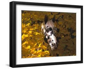 Appaloosa Portrait in Maple Leaves, Illinois-Lynn M^ Stone-Framed Photographic Print