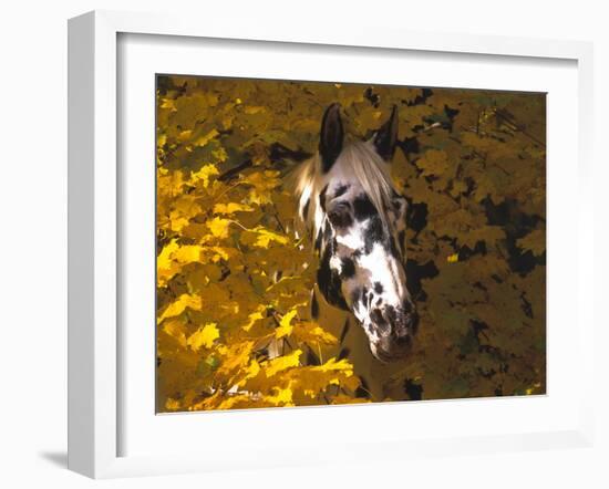 Appaloosa Portrait in Maple Leaves, Illinois-Lynn M^ Stone-Framed Photographic Print