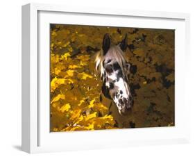 Appaloosa Portrait in Maple Leaves, Illinois-Lynn M^ Stone-Framed Photographic Print