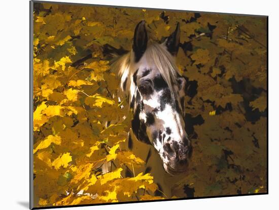 Appaloosa Portrait in Maple Leaves, Illinois-Lynn M^ Stone-Mounted Photographic Print