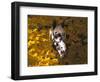 Appaloosa Portrait in Maple Leaves, Illinois-Lynn M^ Stone-Framed Photographic Print