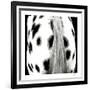 Appaloosa-Ray Hartl-Framed Collectable Print