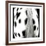 Appaloosa-Ray Hartl-Framed Collectable Print