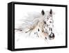 Appaloosa-Patricia Pinto-Framed Stretched Canvas