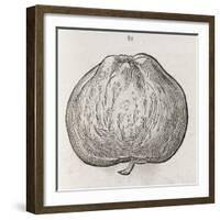 Apple, 16th Century-Middle Temple Library-Framed Photographic Print