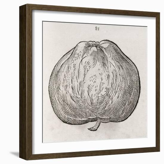 Apple, 16th Century-Middle Temple Library-Framed Photographic Print