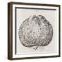 Apple, 16th Century-Middle Temple Library-Framed Photographic Print