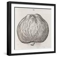 Apple, 16th Century-Middle Temple Library-Framed Photographic Print