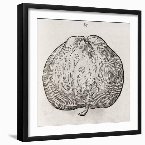 Apple, 16th Century-Middle Temple Library-Framed Photographic Print