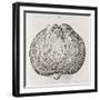 Apple, 16th Century-Middle Temple Library-Framed Photographic Print