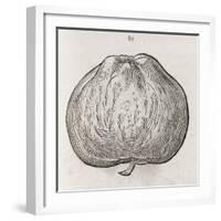 Apple, 16th Century-Middle Temple Library-Framed Photographic Print