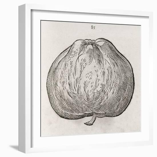 Apple, 16th Century-Middle Temple Library-Framed Photographic Print