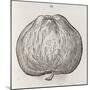 Apple, 16th Century-Middle Temple Library-Mounted Photographic Print