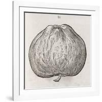 Apple, 16th Century-Middle Temple Library-Framed Photographic Print