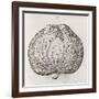 Apple, 16th Century-Middle Temple Library-Framed Photographic Print