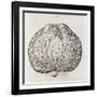 Apple, 16th Century-Middle Temple Library-Framed Photographic Print