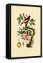 Apple, 1833-39-null-Framed Stretched Canvas
