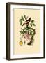 Apple, 1833-39-null-Framed Giclee Print