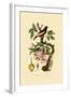 Apple, 1833-39-null-Framed Giclee Print