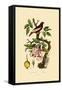 Apple, 1833-39-null-Framed Stretched Canvas