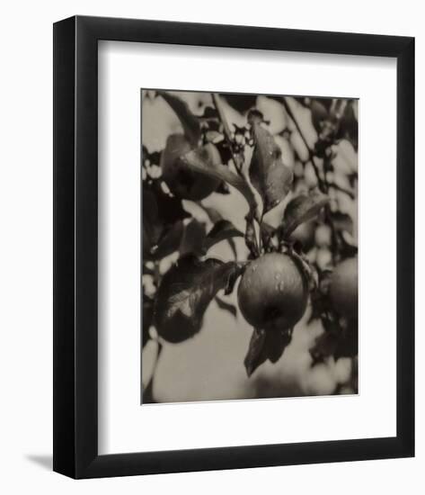 Apple and Drops of Rain, Lake George, 1922-Alfred Stieglitz-Framed Art Print