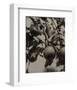 Apple and Drops of Rain, Lake George, 1922-Alfred Stieglitz-Framed Art Print