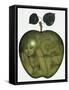 Apple and Eve and Serpent-Wayne Anderson-Framed Stretched Canvas