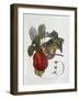 Apple Belle Du Havre-null-Framed Giclee Print