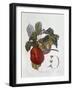 Apple Belle Du Havre-null-Framed Giclee Print