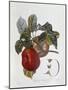 Apple Belle Du Havre-null-Mounted Giclee Print