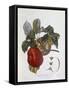 Apple Belle Du Havre-null-Framed Stretched Canvas